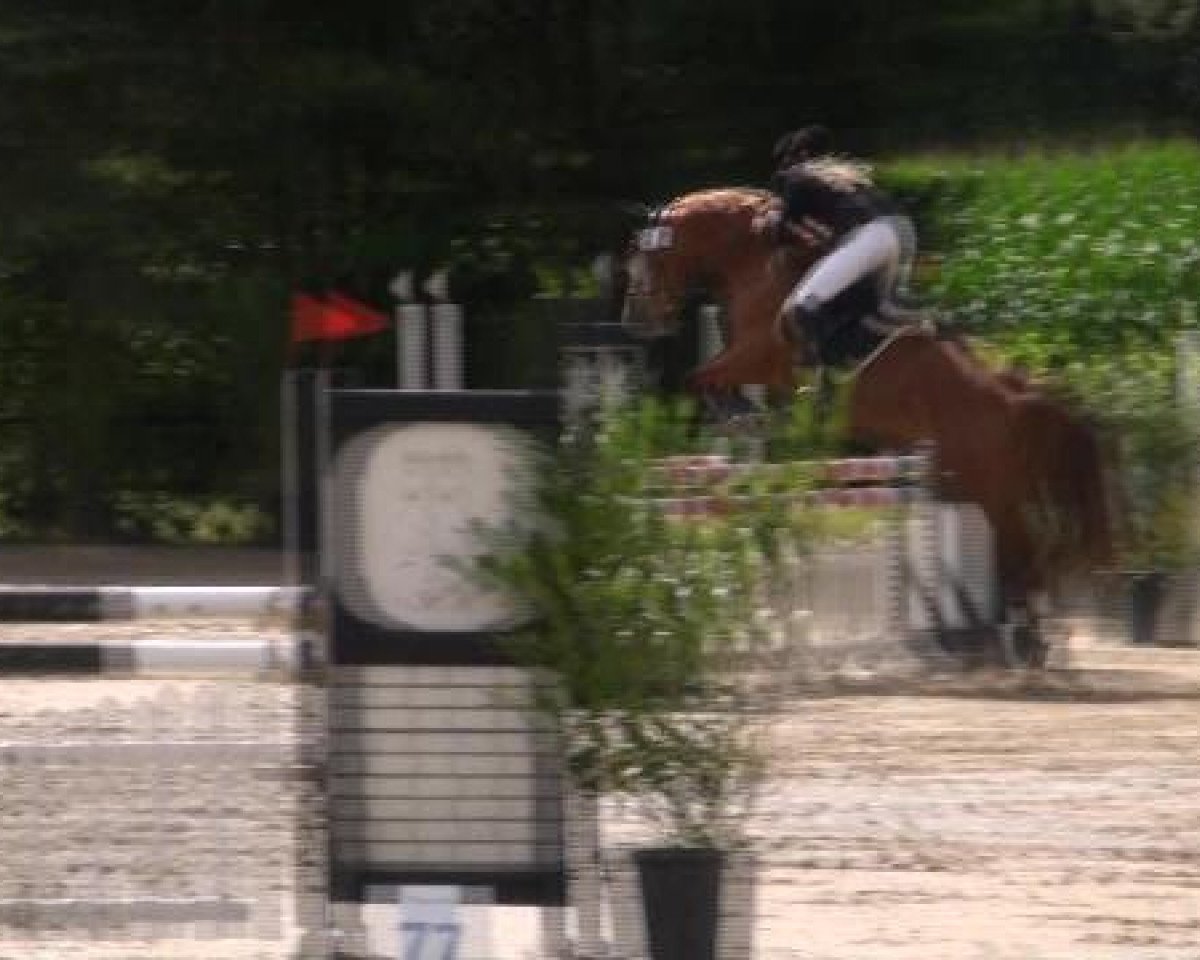 jumper Carla Columna 8 (Westphalian, 2004, from Carlando I)