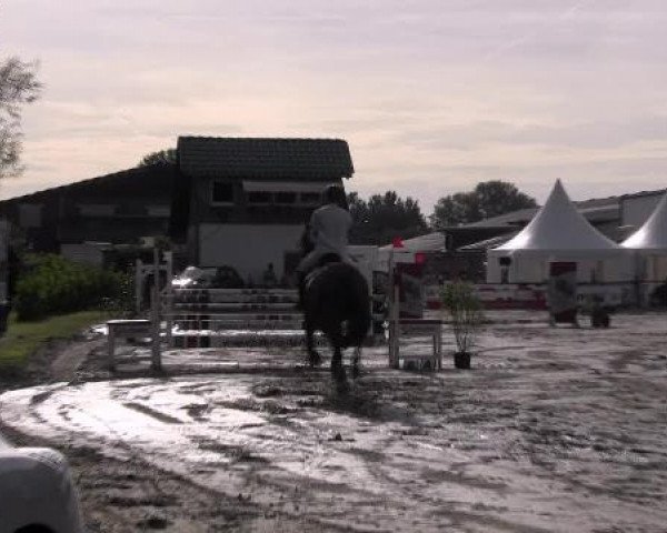 dressage horse Domanio R (Westphalian, 1996, from Diamond Boy)