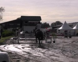 dressage horse Domanio R (Westphalian, 1996, from Diamond Boy)