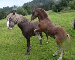 Pferd Ronaldo (Schwarzwälder Kaltblut, 2012, von Revisor)