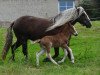 broodmare Havanna (Black Forest Horse, 2008, from LVV Modem)