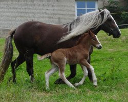 broodmare Havanna (Black Forest Horse, 2008, from LVV Modem)