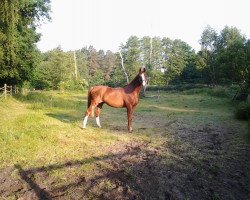 dressage horse Akai Furasshu (Oldenburg, 1997, from Almox Prints J)