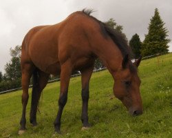 Zuchtstute Loveen (Hessisches Warmblut, 1997, von Ländler)