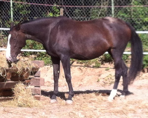 broodmare Pamina (Oldenburg, 1998, from Filigran)