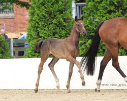 stallion Golden Lauries (Hanoverian, 2012, from Goldfever II)