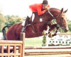 stallion Ouragan de Baussy (Selle Français, 1980, from Corail V)