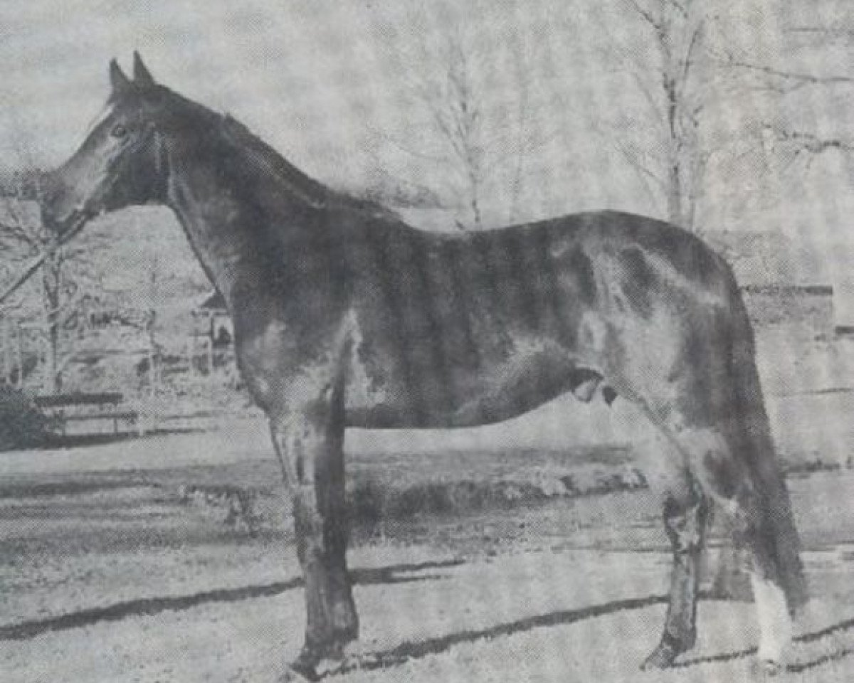 stallion Adlergrund (Bavarian, 1986, from Adlerschild xx)
