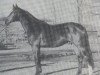 stallion Adlergrund (Bavarian, 1986, from Adlerschild xx)