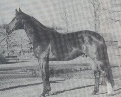 stallion Adlergrund (Bavarian, 1986, from Adlerschild xx)