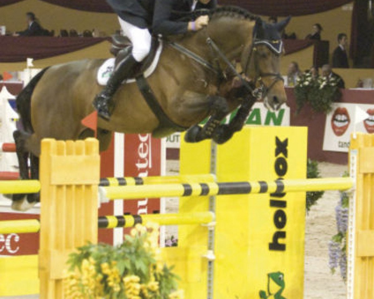 stallion Al Cantino (KWPN (Royal Dutch Sporthorse), 1998, from Ahorn)