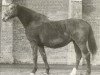 horse Wisma (Holsteiner, 1984, from Caletto II)