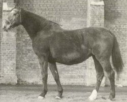 broodmare Wisma (Holsteiner, 1984, from Caletto II)