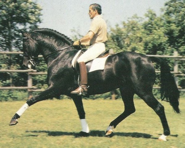 stallion Luxus (Holsteiner, 1976, from Landgraf I)
