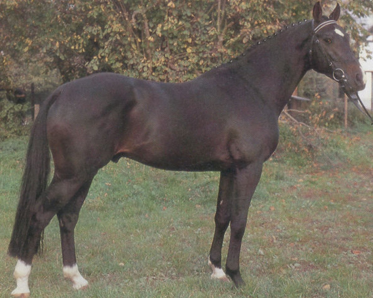 Deckhengst Lucarlo (Holsteiner, 1986, von Luxus)
