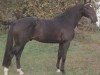 horse Lucarlo (Holsteiner, 1986, from Luxus)