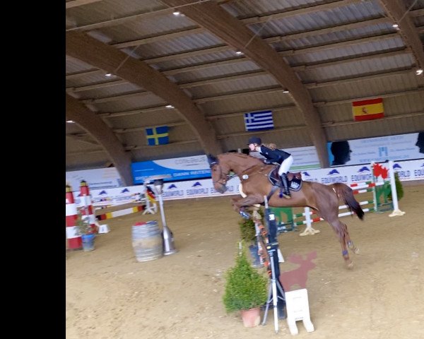 jumper Safino 10 (Hanoverian, 2015, from Stolzenberg)