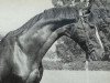 horse Poet xx (Thoroughbred, 1941, from Janitor xx)