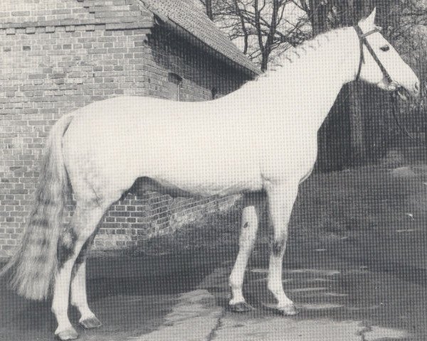 stallion Pokal (Hanoverian, 1960, from Poet xx)