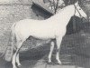 Pferd Pokal (Hannoveraner, 1960, von Poet xx)