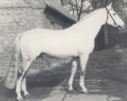 Deckhengst Pokal (Hannoveraner, 1960, von Poet xx)