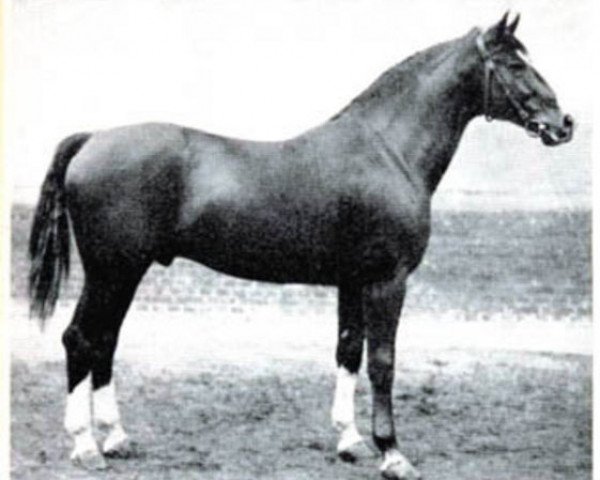 horse Allerhand (Hanoverian, 1924, from Althof)