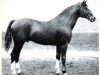 stallion Allerhand (Hanoverian, 1924, from Althof)