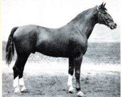 stallion Allerhand (Hanoverian, 1924, from Althof)