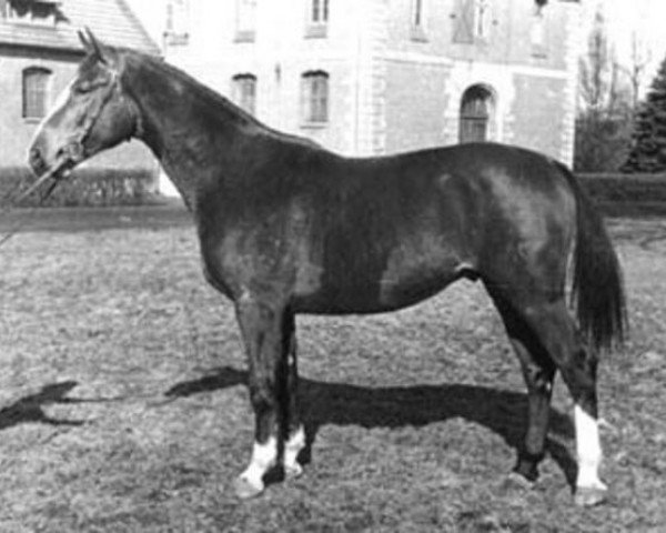 horse Athos (Hanoverian, 1938, from Allerhand)
