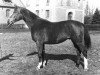 Pferd Athos (Hannoveraner, 1938, von Allerhand)