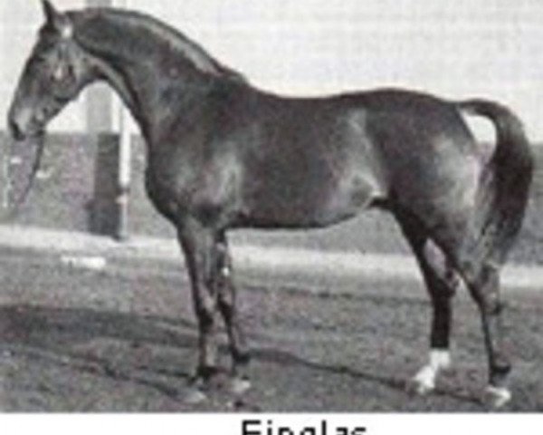 stallion Einglas (Hanoverian, 1958, from Athos)