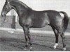 horse Einglas (Hanoverian, 1958, from Athos)