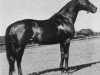 stallion Berggeist xx (Thoroughbred, 1940, from Aventin xx)