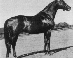 stallion Berggeist xx (Thoroughbred, 1940, from Aventin xx)