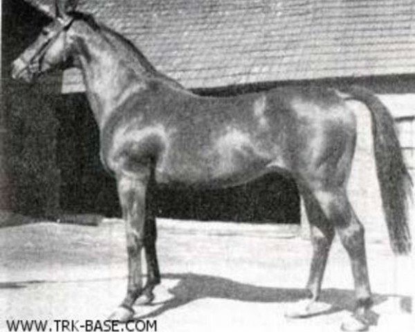 Pferd Stern xx (Englisches Vollblut, 1949, von Berggeist xx)