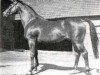 stallion Stern xx (Thoroughbred, 1949, from Berggeist xx)