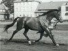 stallion Trautmann (Trakehner, 1959, from Stern xx)