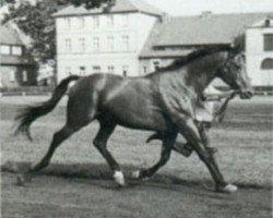 Deckhengst Trautmann (Trakehner, 1959, von Stern xx)