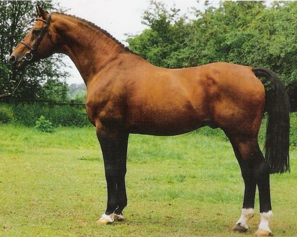 stallion Traugott (Hanoverian, 1968, from Trautmann)