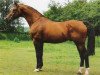 stallion Traugott (Hanoverian, 1968, from Trautmann)