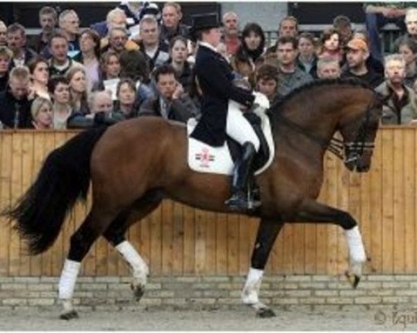 stallion Prestige (Dutch Warmblood, 1997, from Silvano)