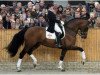 stallion Prestige (KWPN (Royal Dutch Sporthorse), 1997, from Silvano)