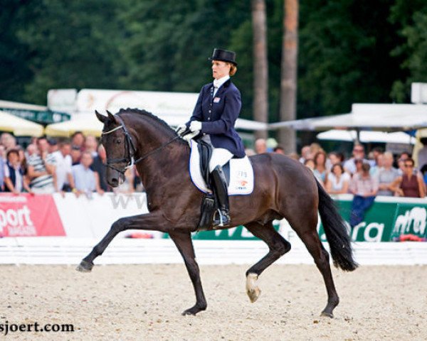stallion Wynton (KWPN (Royal Dutch Sporthorse), 2003, from Jazz)