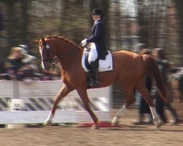dressage horse Wells Figo (Hanoverian, 2004, from Welser)