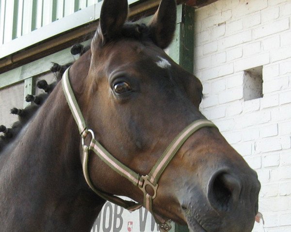 broodmare Pialotta VI (Holsteiner, 2000, from Barnaul xx)