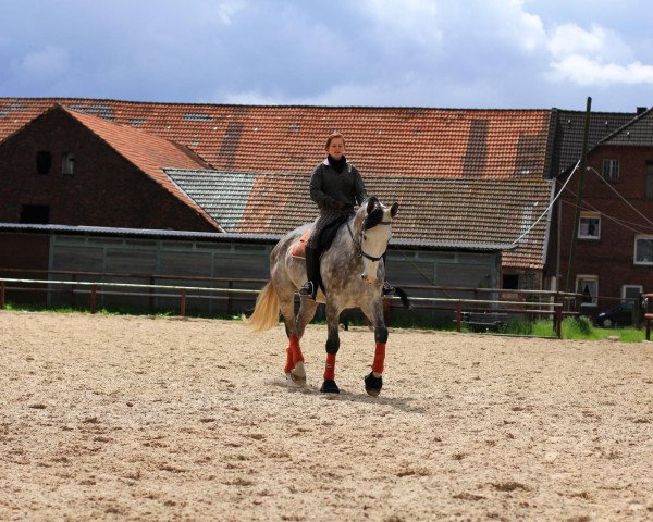 Pferd Anton (Deutsches Reitpferd, 2006, von Air Dancer)