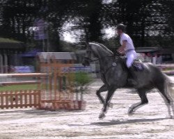 jumper Carlito 27 (Hanoverian, 2006, from Calido I)