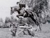 stallion Mansul ox (Arabian thoroughbred, 1975, from Sawih Ibn Wisznu ox)