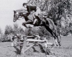 stallion Mansul ox (Arabian thoroughbred, 1975, from Sawih Ibn Wisznu ox)