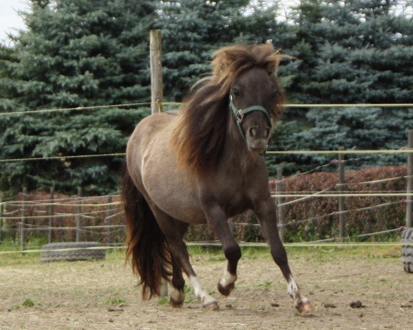 Zuchtstute Finija von Buchberg (Shetland Pony, 2011, von Little Joe v.Buchberg)